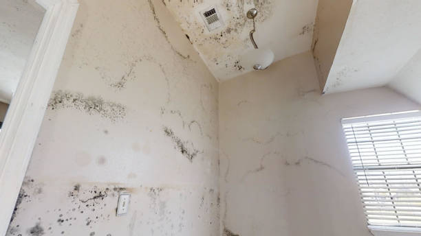  West Chatham, MA Mold Removal Pros