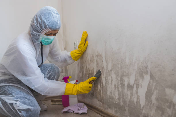Best Mold Removal for HVAC Installations  in West Chatham, MA