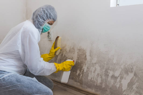 Best Real Estate Mold Inspection  in West Chatham, MA