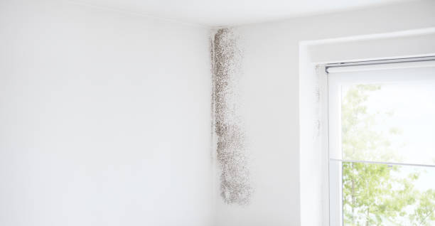 Best Emergency Mold Remediation  in West Chatham, MA