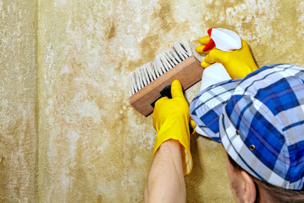 Professional Mold Removal in West Chatham, MA
