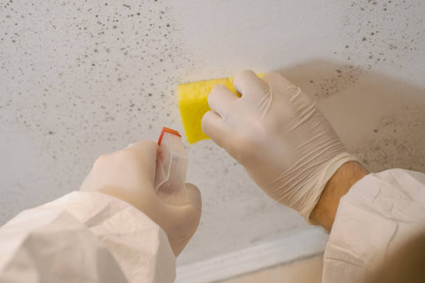 Best Mold-Related Health Consultation  in West Chatham, MA