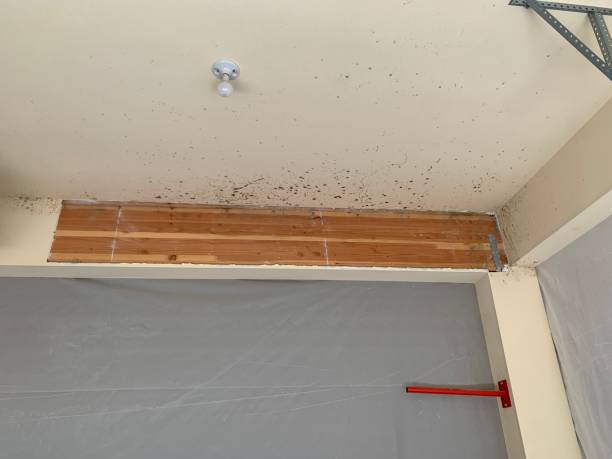 Best Post-Construction Mold Inspection  in West Chatham, MA