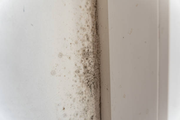 Dehumidification Services in West Chatham, MA