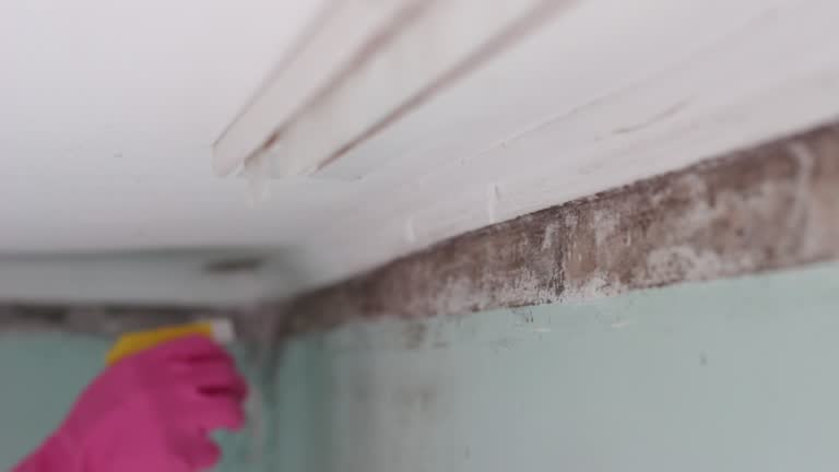 Best Black Mold Removal  in West Chatham, MA
